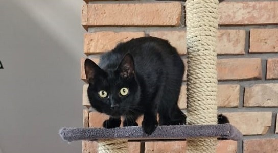 Sisal rope - cat scretcher